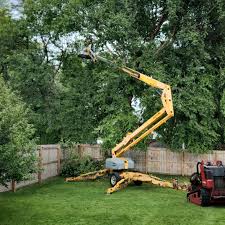 How Our Tree Care Process Works  in  Mount Airy, MD